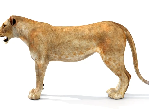Game-Ready Lioness 3D Model
