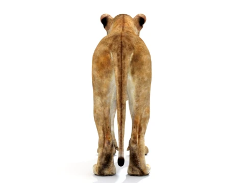 Game-Ready Lioness 3D Model