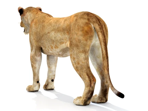 Game-Ready Lioness 3D Model