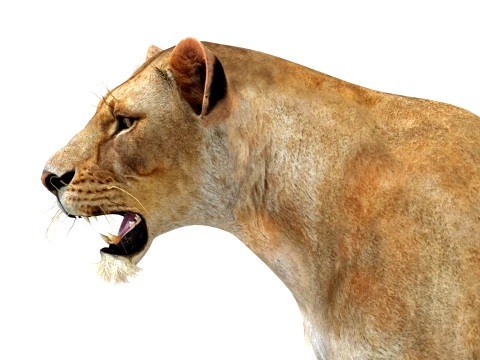 Game-Ready Lioness 3D Model
