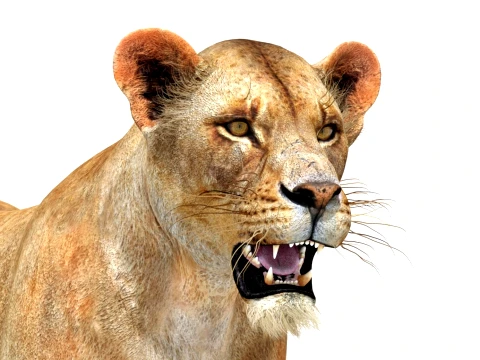Game-Ready Lioness 3D Model