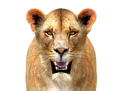 Game-Ready Lioness 3D Model