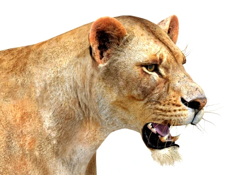 Game-Ready Lioness 3D Model
