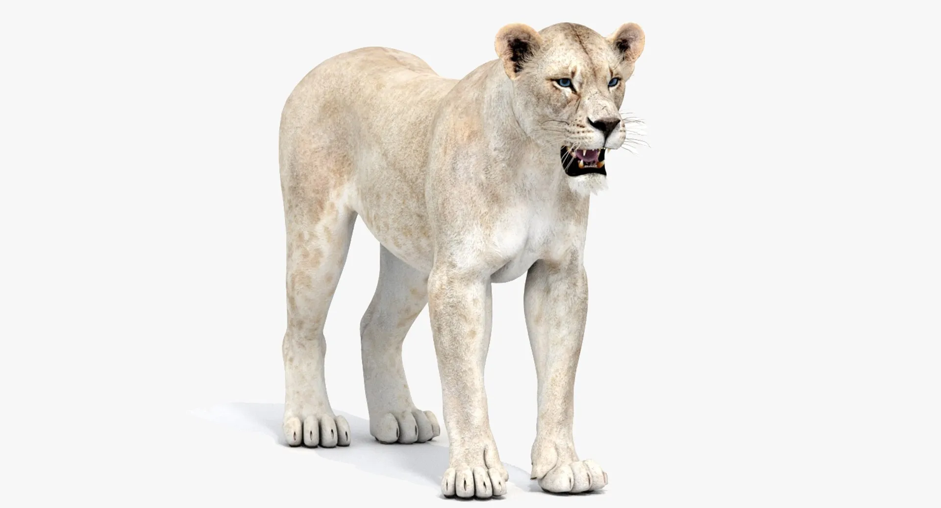 White Lioness - Game-Ready 3D Model .c4d .max .obj .3ds .fbx .stl .blend 