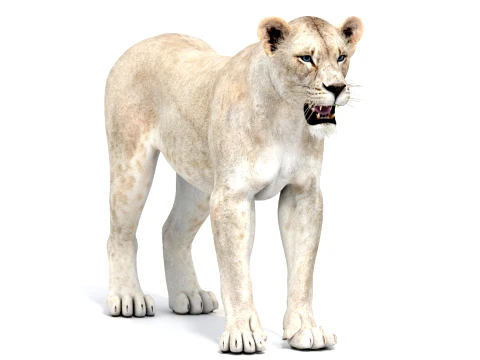 White Lioness - Game-Ready 3D Model