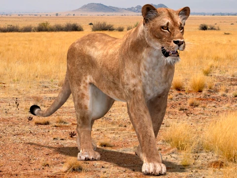 Animated Lioness - Low-Poly Game-Ready 3D Model