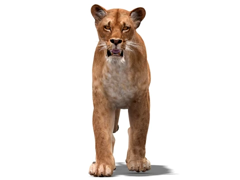 Animated Lioness - Low-Poly Game-Ready 3D Model