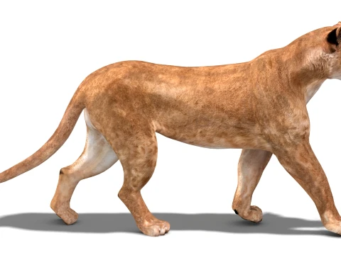 Animated Lioness - Low-Poly Game-Ready 3D Model