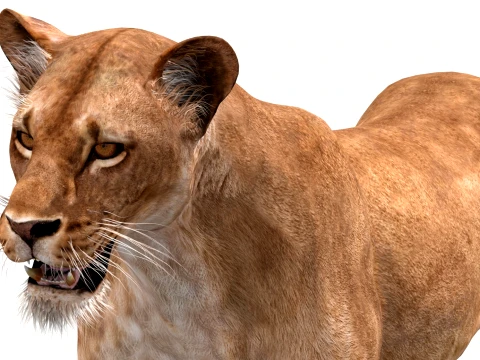 Animated Lioness - Low-Poly Game-Ready 3D Model