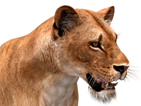 Animated Lioness - Low-Poly Game-Ready 3D Model