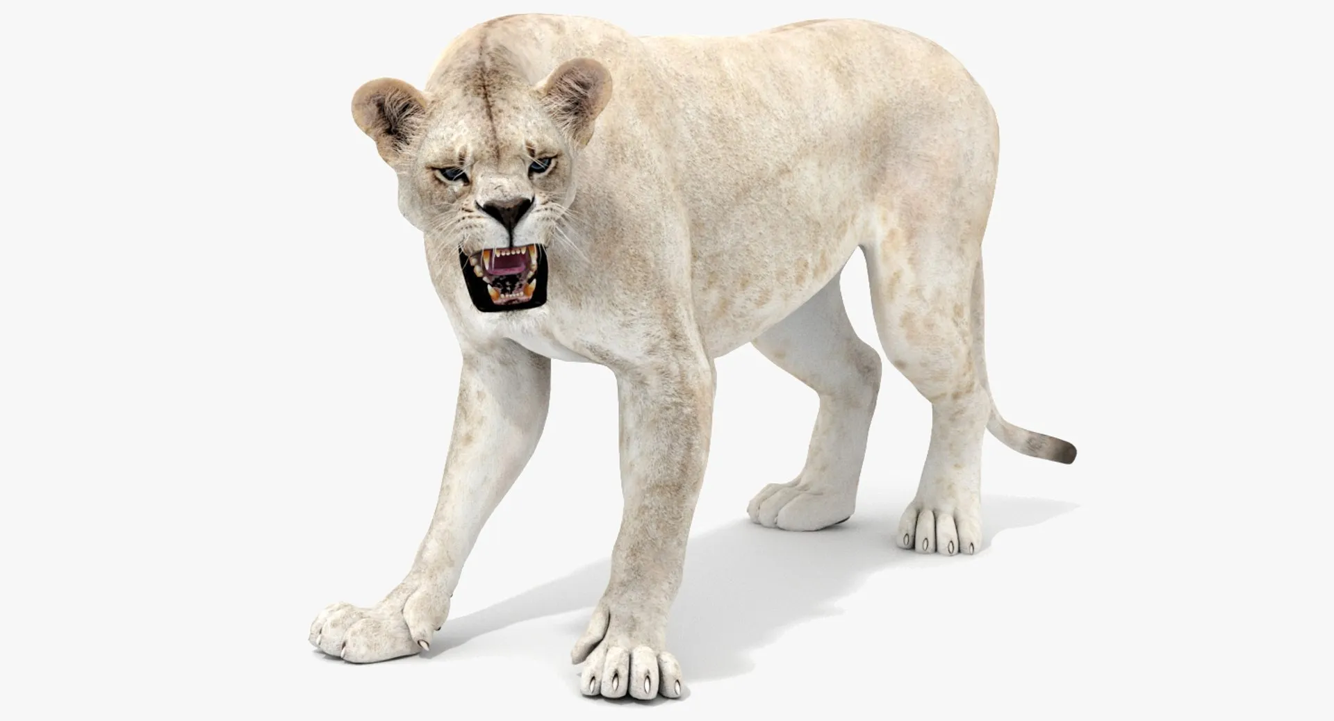 Rigged White Lioness - Game-Ready 3D Model .c4d .max .obj .3ds .fbx .stl .blend 