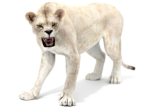 Rigged White Lioness - Game-Ready 3D Model