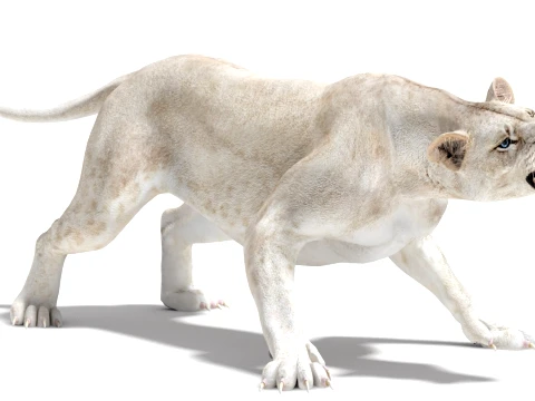 Rigged White Lioness - Game-Ready 3D Model