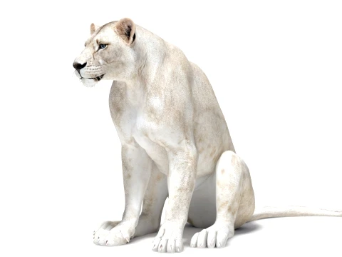 Rigged White Lioness - Game-Ready 3D Model