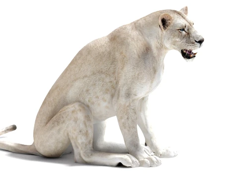 Rigged White Lioness - Game-Ready 3D Model