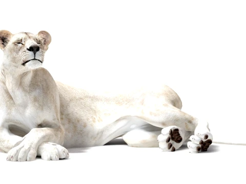 Rigged White Lioness - Game-Ready 3D Model