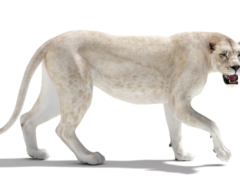 Rigged White Lioness - Game-Ready 3D Model