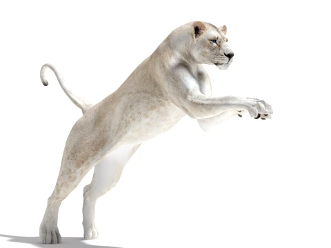 Rigged White Lioness - Game-Ready 3D Model