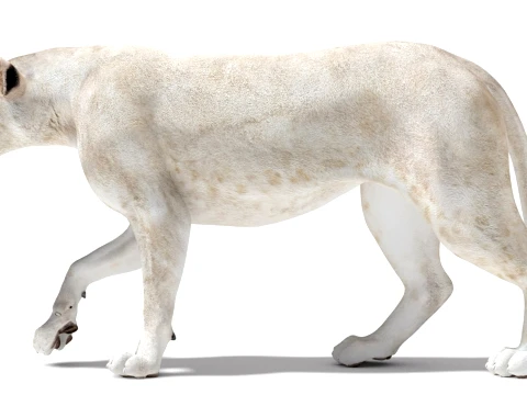 Rigged White Lioness - Game-Ready 3D Model