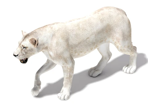 Rigged White Lioness - Game-Ready 3D Model