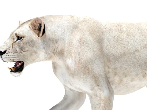 Rigged White Lioness - Game-Ready 3D Model