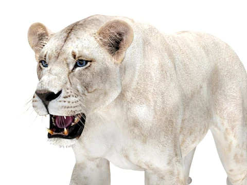 Rigged White Lioness - Game-Ready 3D Model