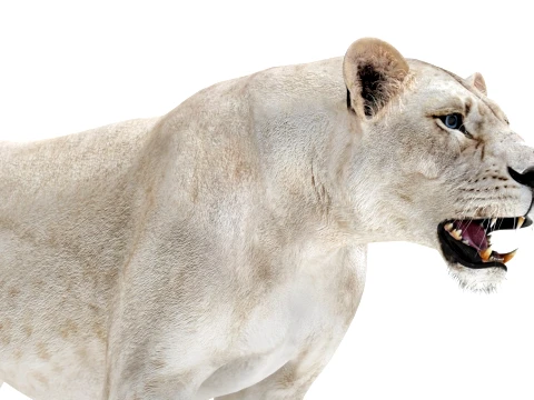 Rigged White Lioness - Game-Ready 3D Model