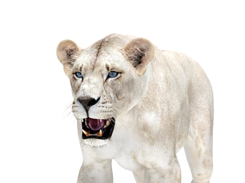 Rigged White Lioness - Game-Ready 3D Model