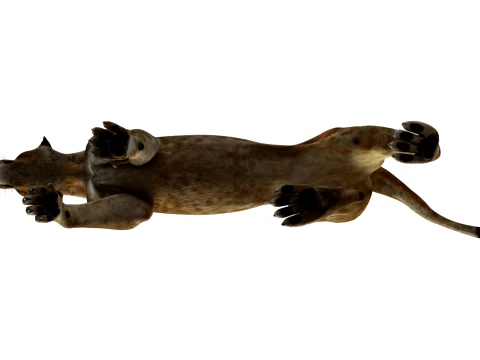 Rigged Lioness - Game-Ready Realistic 3D Model