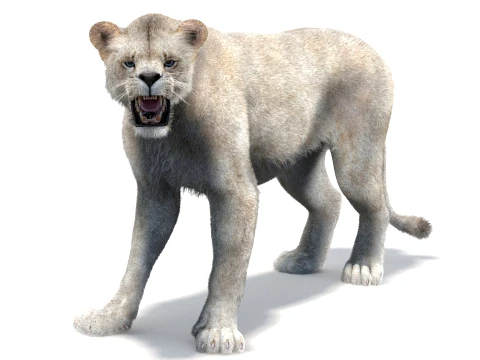 Rigged White Lioness - Hair and Fur 3D Model