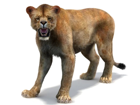 Rigged Lioness - Hair and Fur 3D Model