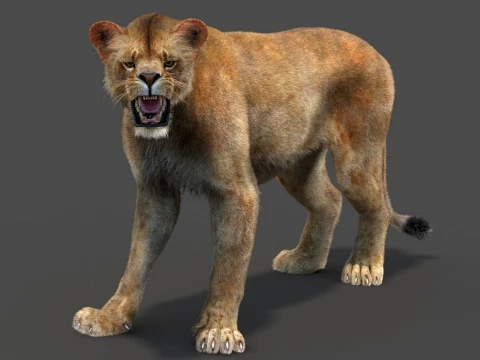 Rigged Lioness - Hair and Fur 3D Model
