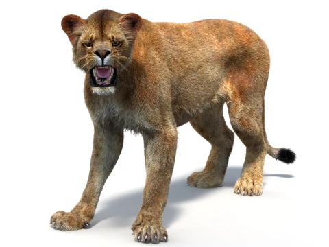 Rigged Lioness - Hair and Fur 3D Model
