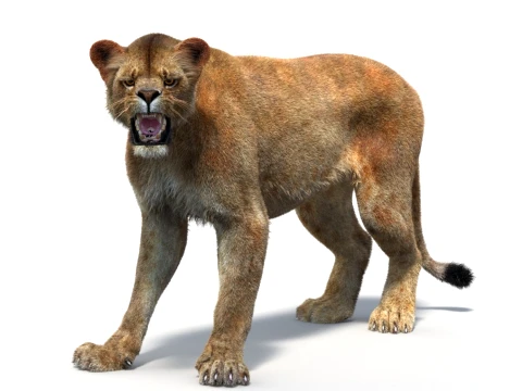Rigged Lioness - Hair and Fur 3D Model