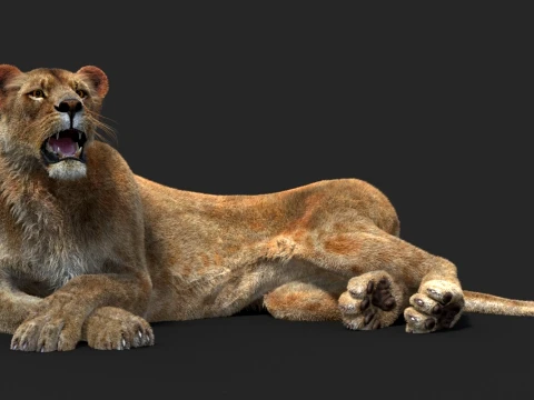 Rigged Lioness - Hair and Fur 3D Model