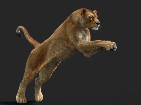 Rigged Lioness - Hair and Fur 3D Model