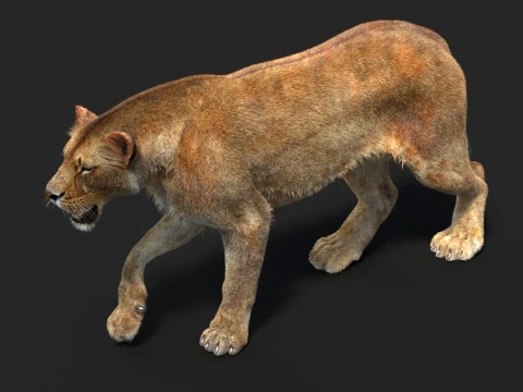 Rigged Lioness - Hair and Fur 3D Model
