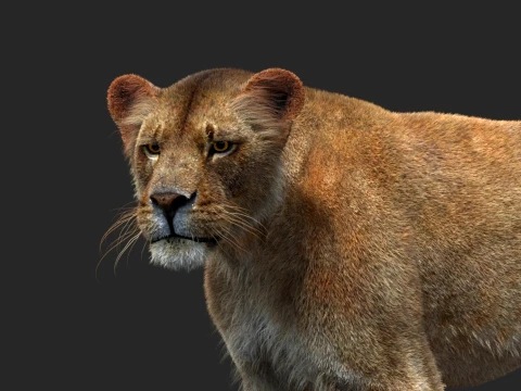 Rigged Lioness - Hair and Fur 3D Model