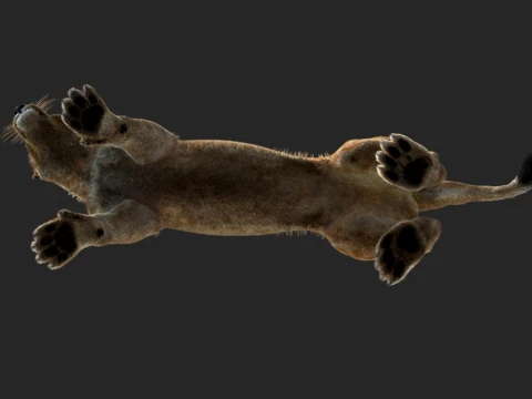 Rigged Lioness - Hair and Fur 3D Model