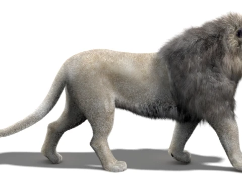 Animated White Lion - Hair and Fur Low-Poly 3D Model