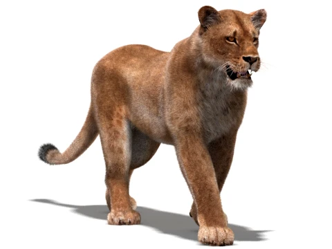 Animated Lioness - Hair and Fur Low-Poly 3D Model
