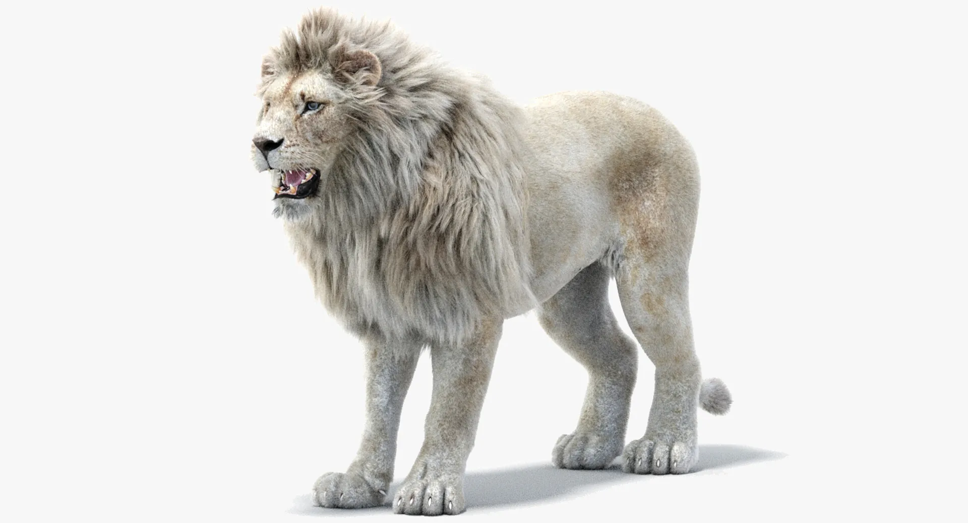 White Lion - Hair and Fur 3D Model .c4d .max .obj .3ds .fbx .stl .blend 