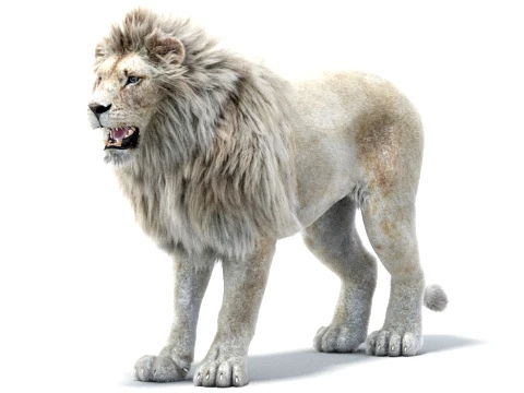 White Lion - Hair and Fur 3D Model