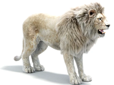White Lion - Hair and Fur 3D Model