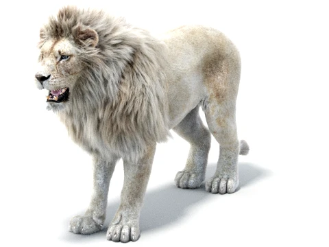White Lion - Hair and Fur 3D Model