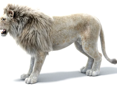 White Lion - Hair and Fur 3D Model