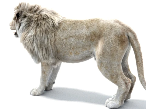 White Lion - Hair and Fur 3D Model
