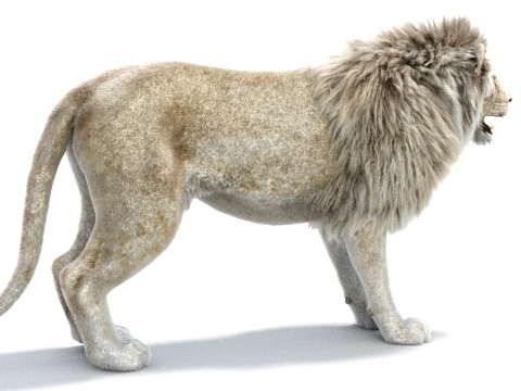 White Lion - Hair and Fur 3D Model