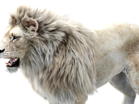 White Lion - Hair and Fur 3D Model
