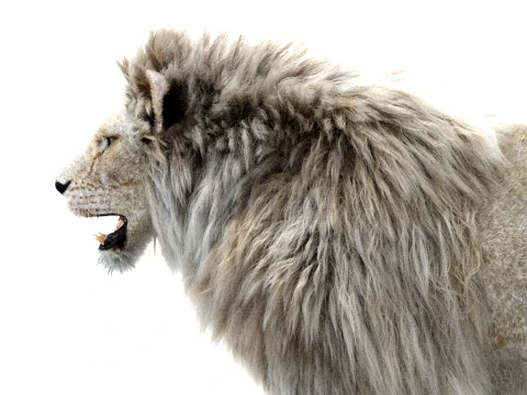 White Lion - Hair and Fur 3D Model